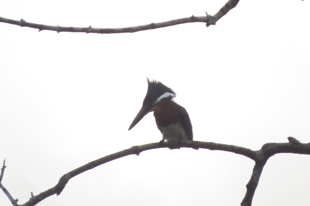 Martin-pêcheur d'Amazonie - ML134087521