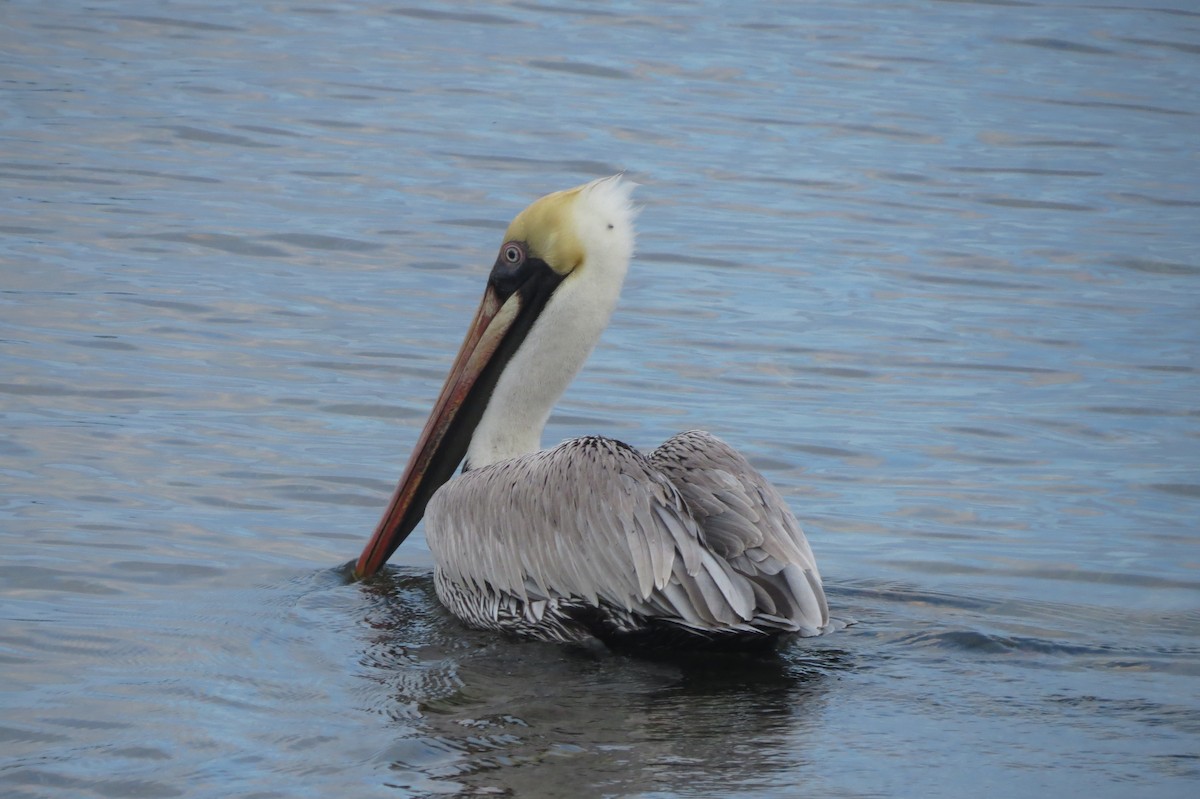 Brown Pelican - ML134087661