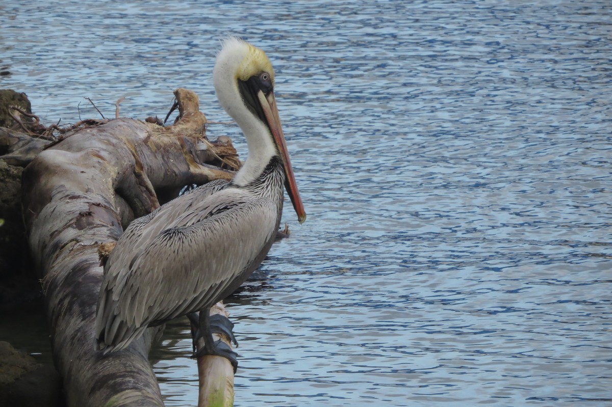 Brown Pelican - ML134087681