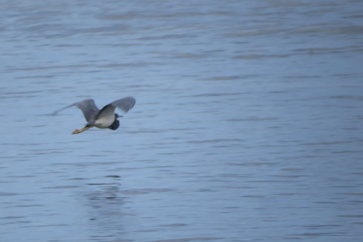 Tricolored Heron - ML134087691