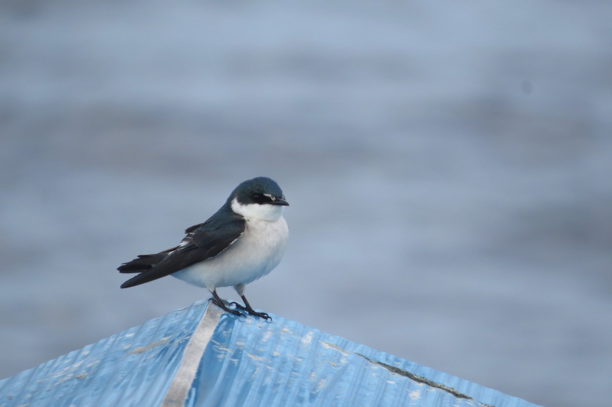 Mangrove Swallow - ML134087711