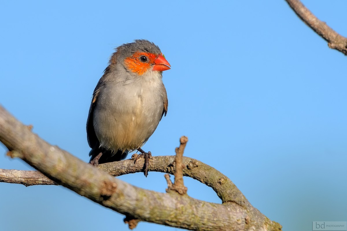 Orange-cheeked Waxbill - Benny Diaz