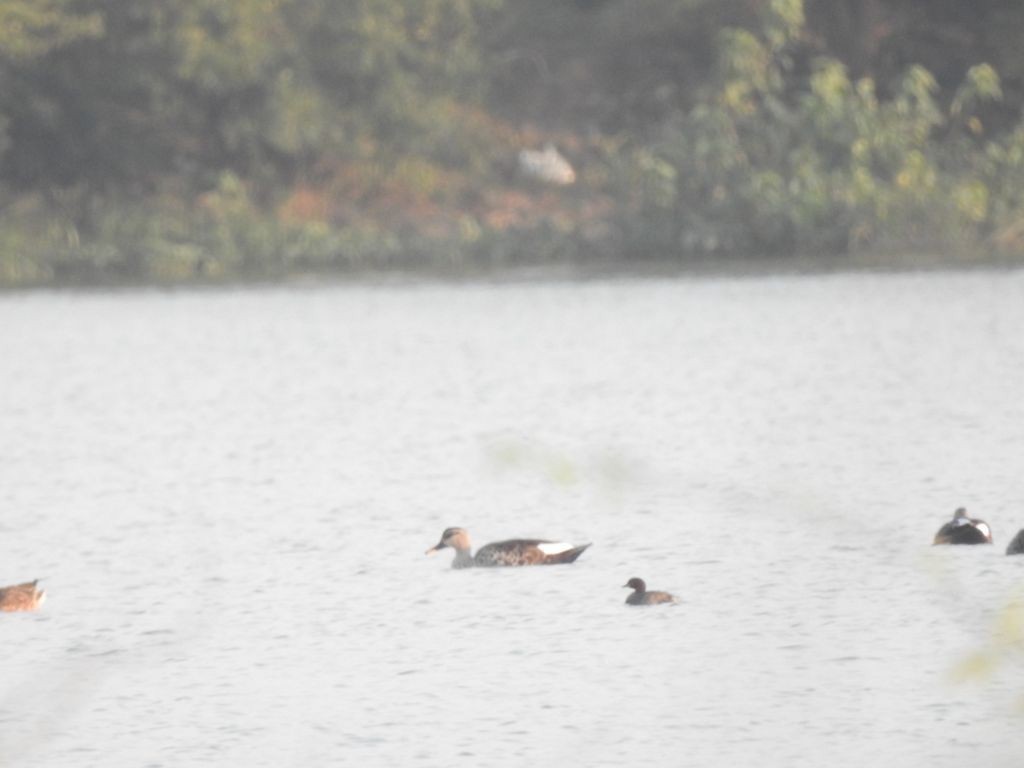 Indian Spot-billed Duck - Partha sarathy