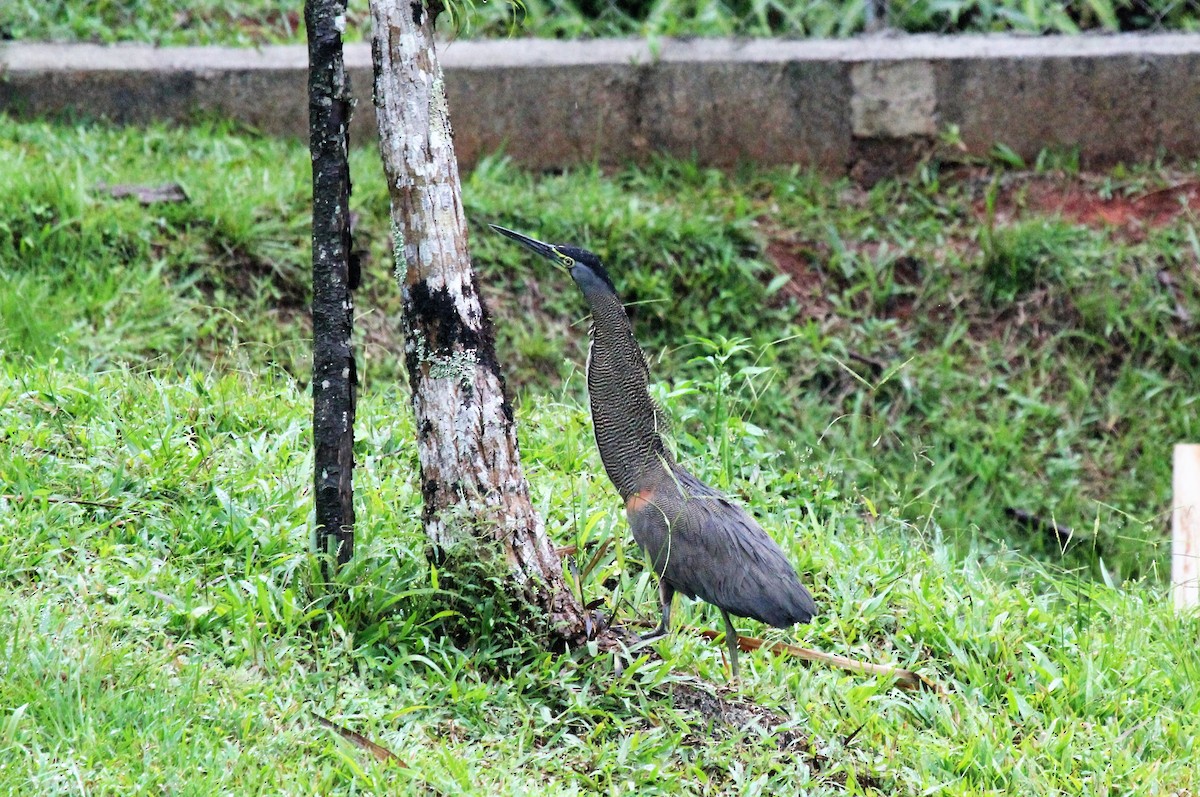 Bare-throated Tiger-Heron - ML134090451