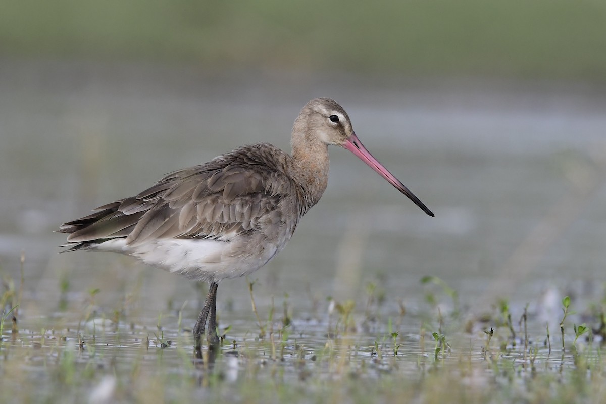 Black-tailed Godwit - ML134092231