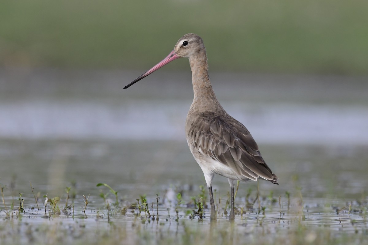 Black-tailed Godwit - ML134092241