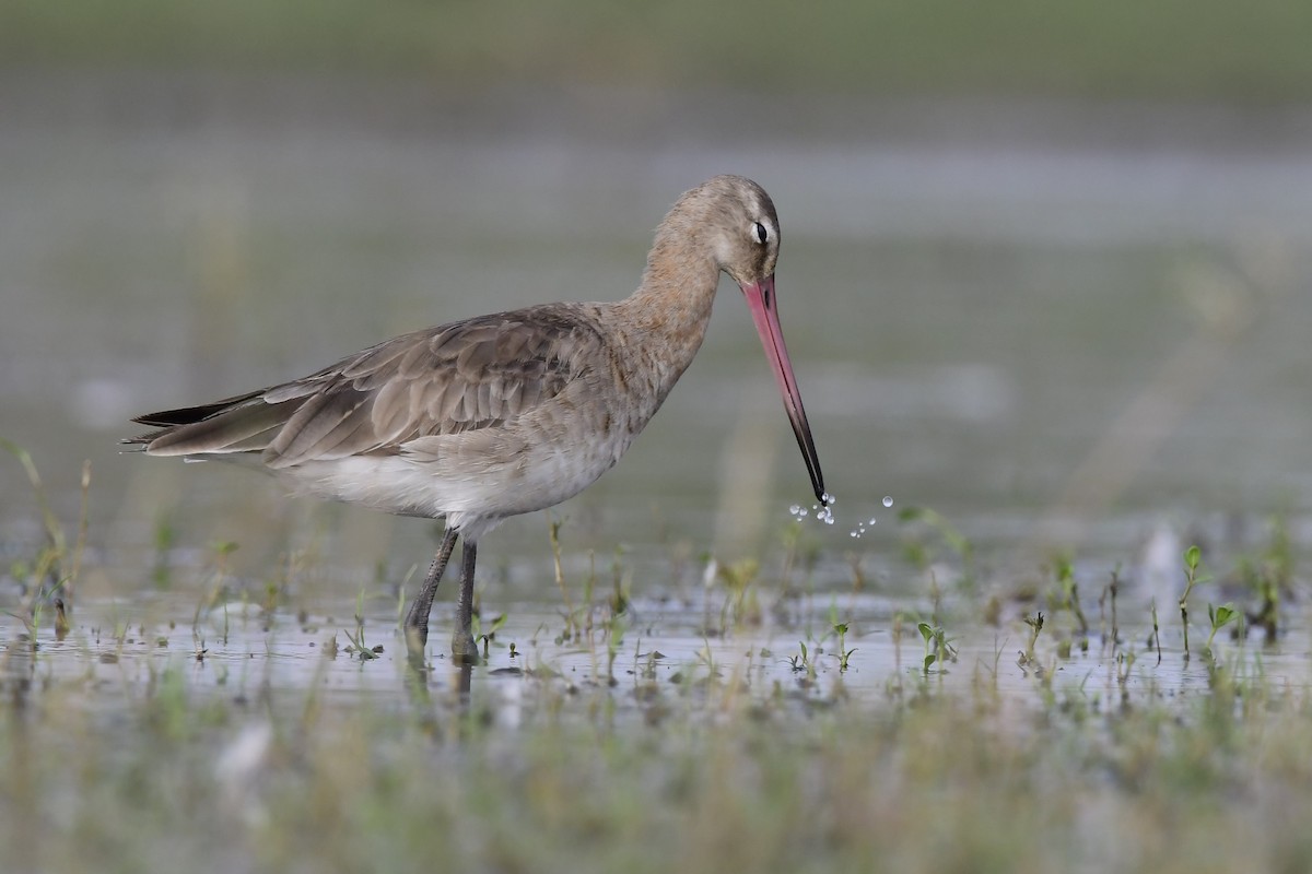 Black-tailed Godwit - ML134092251