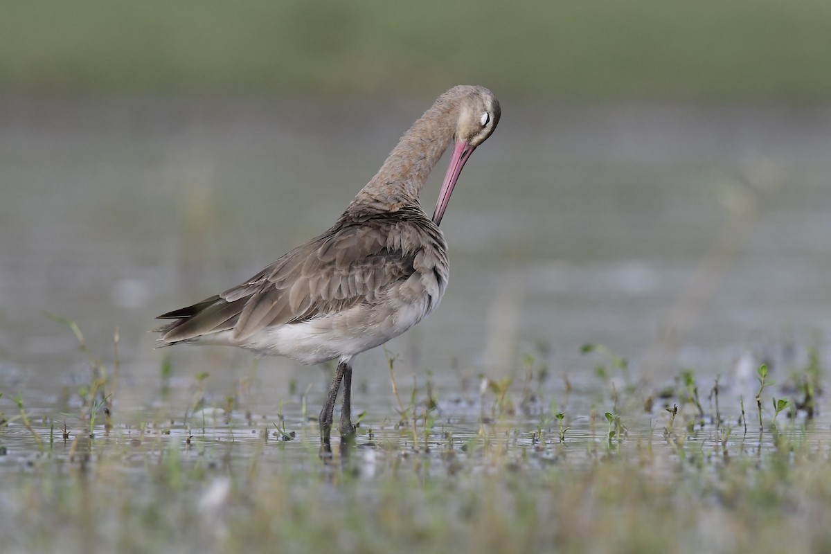 Black-tailed Godwit - ML134092281