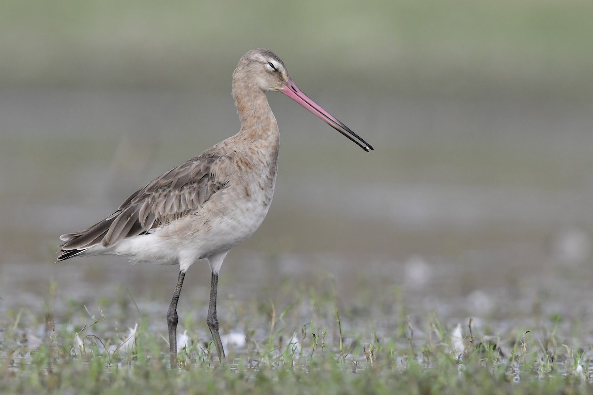 Black-tailed Godwit - ML134092301