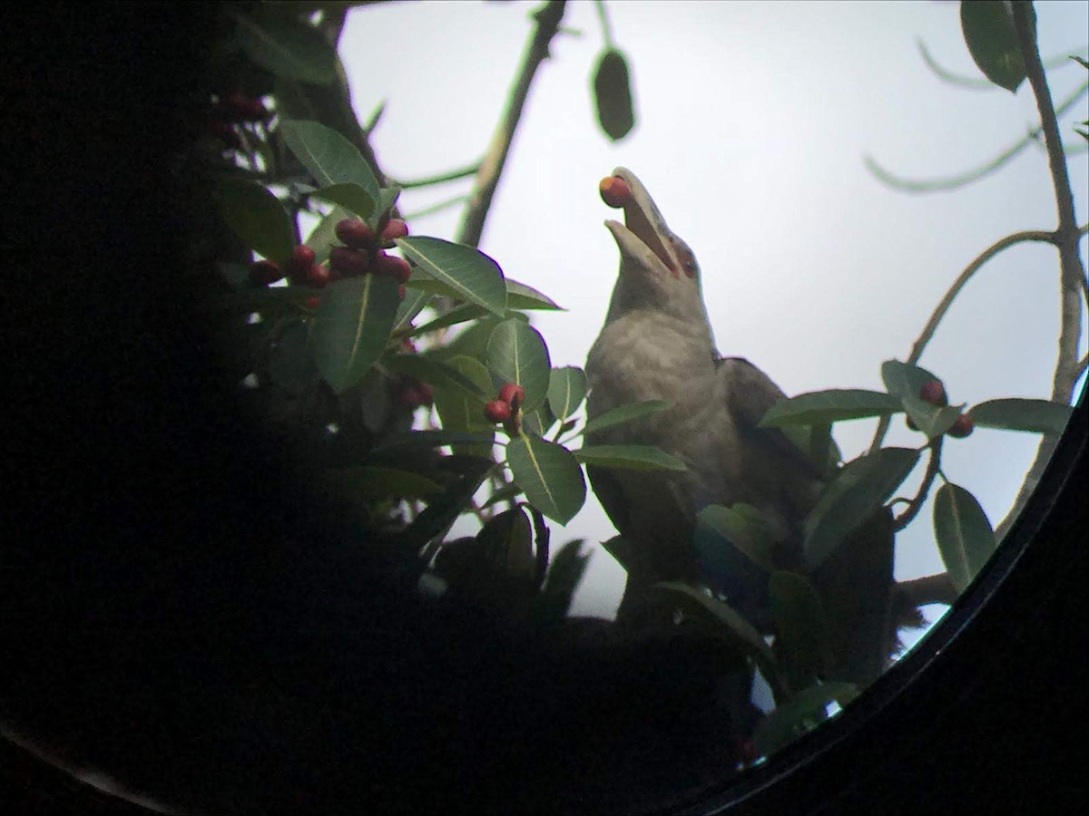 Channel-billed Cuckoo - ML134092391