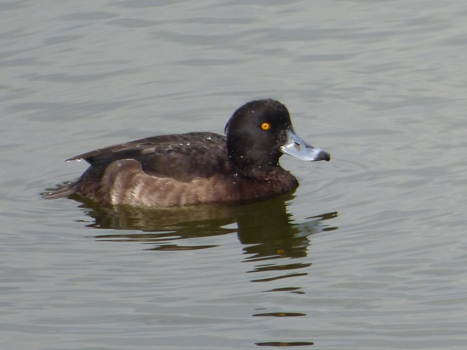 Tufted Duck - Lars Gonçalves