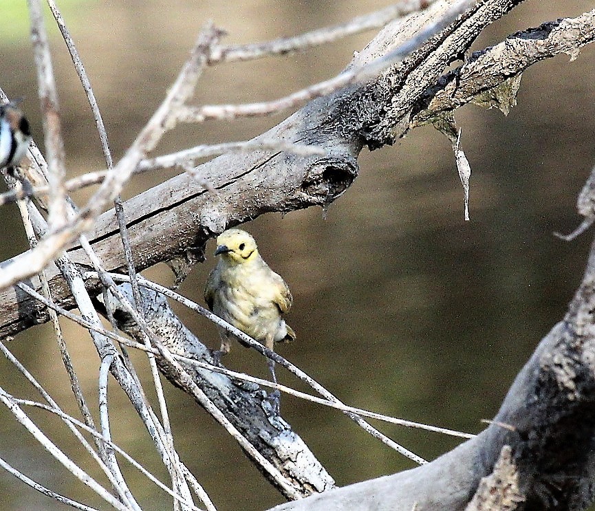 Yellow-tinted Honeyeater - Berend van Baak