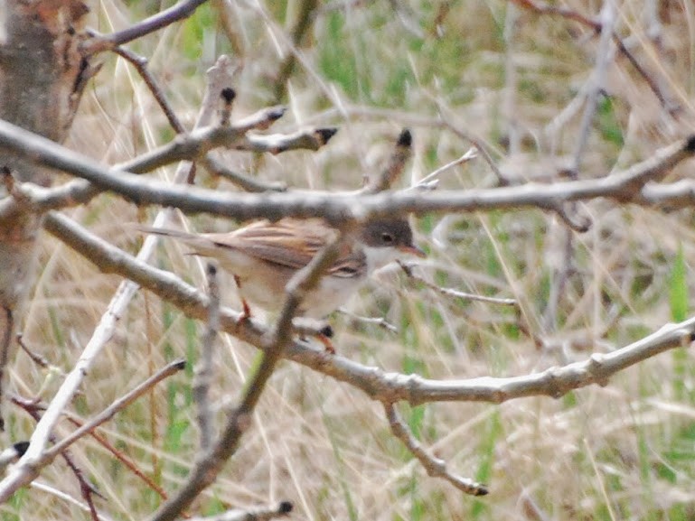 Greater Whitethroat - Anton Liebermann