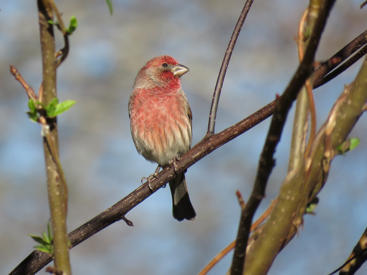 House Finch - ML134099811