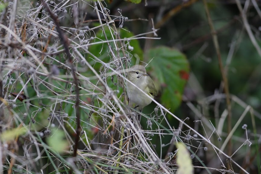 Common Chiffchaff (Common) - ML134101321