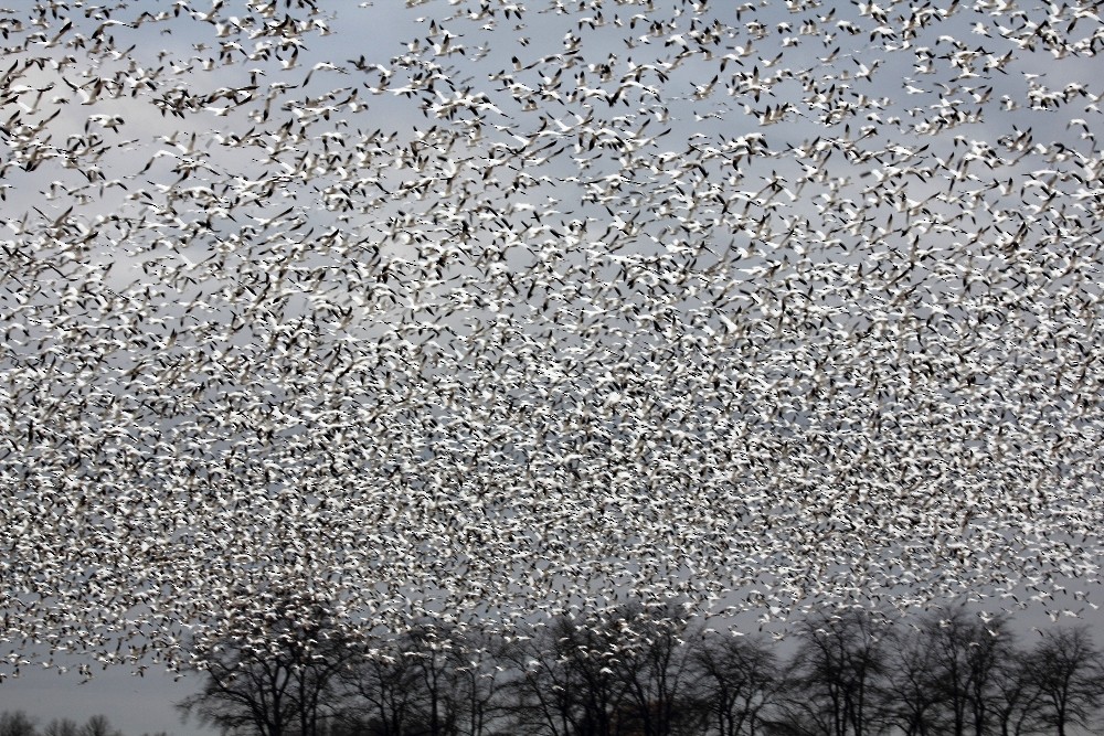 Snow Goose - ML134101501