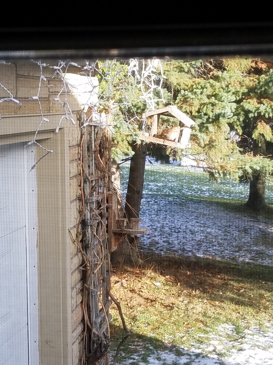 Brown Thrasher - ML134103781