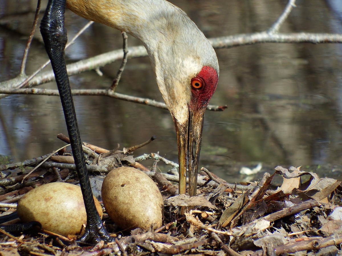 Sandhill Crane - ML134103911