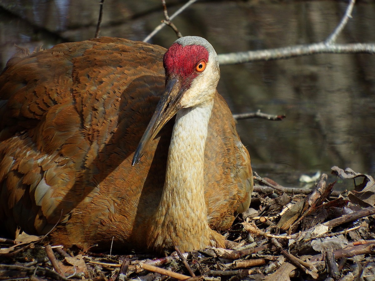 Sandhill Crane - Stephen Hurst