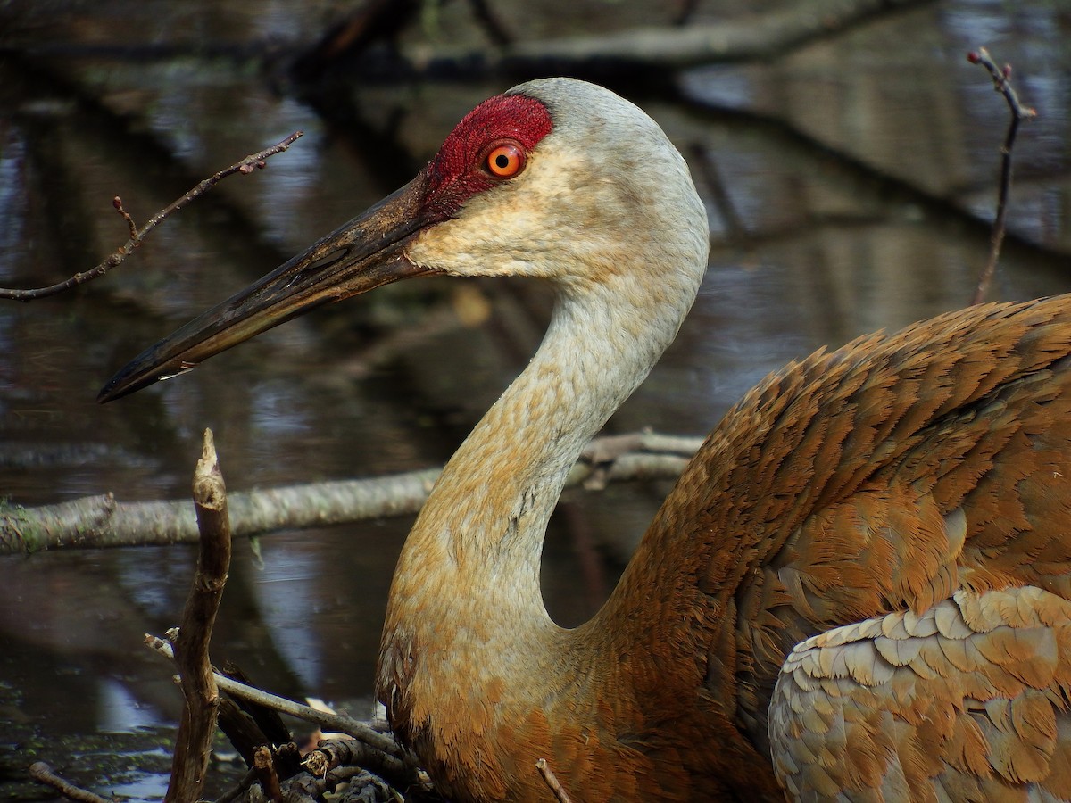 Sandhill Crane - Stephen Hurst