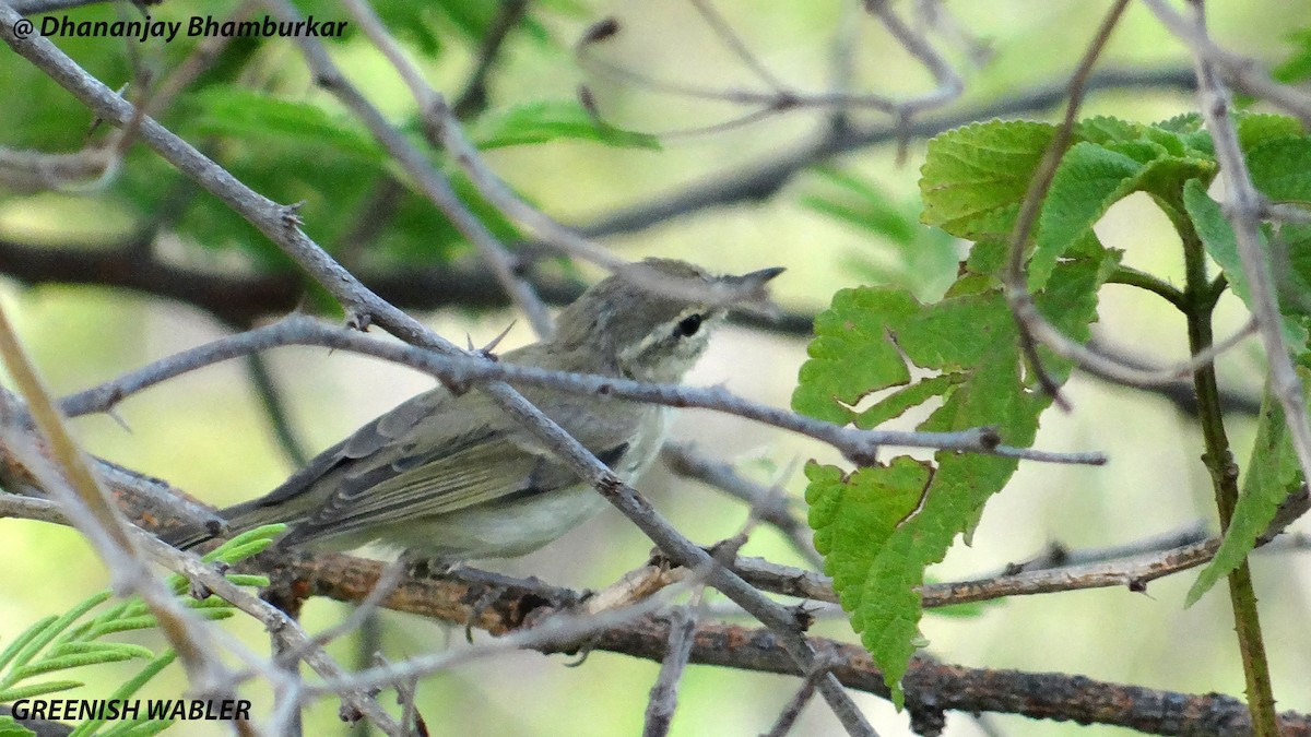 Greenish Warbler - Dhananjay Bhamburkar