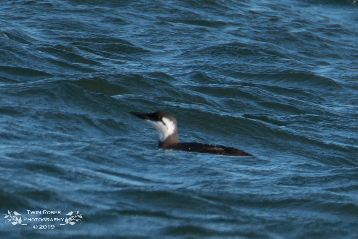 Common Murre - ML134106881