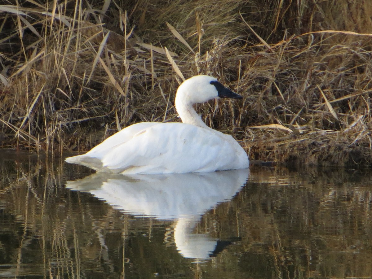 Cygne trompette - ML134106991