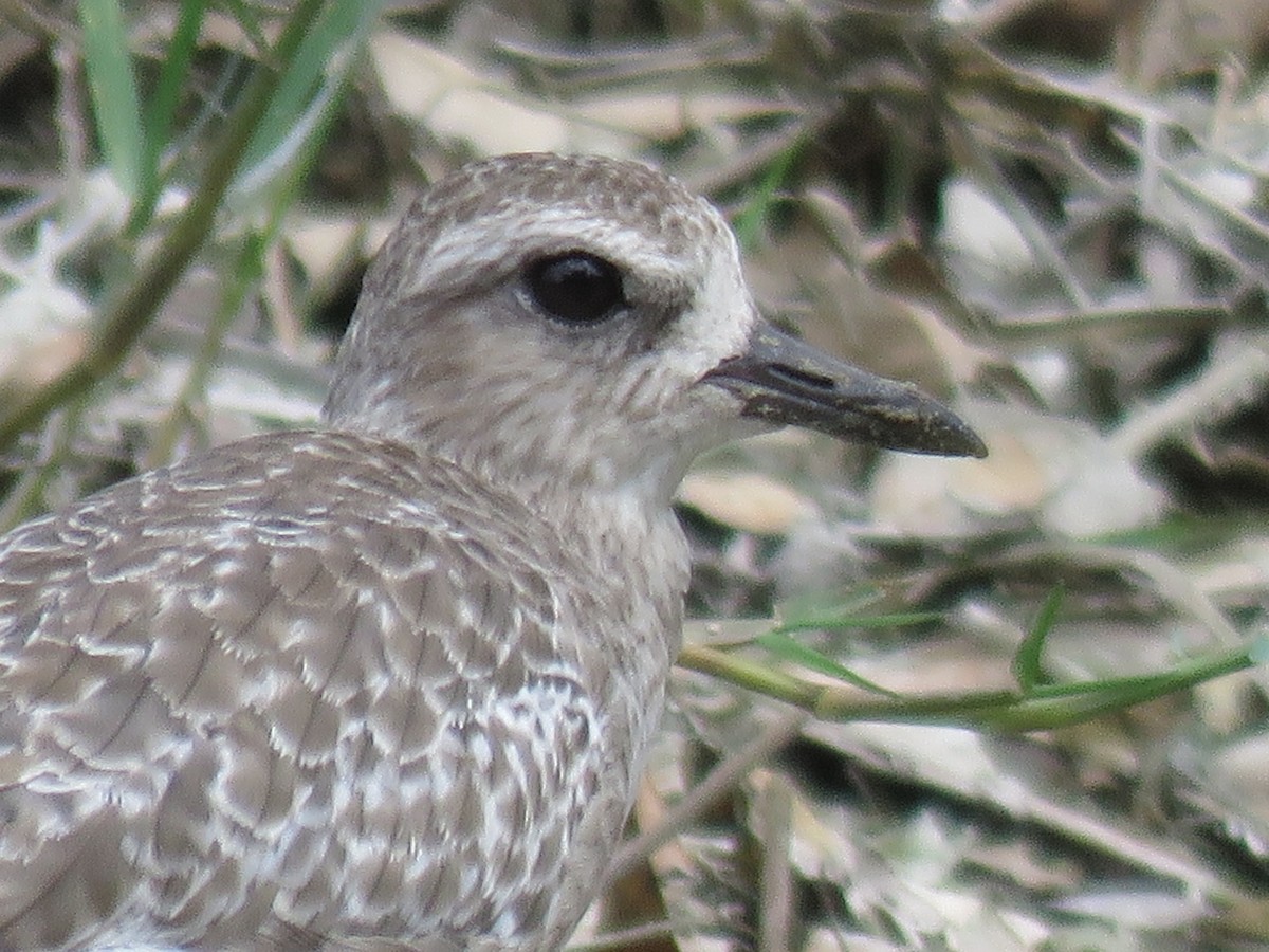 Black-bellied Plover - ML134107831