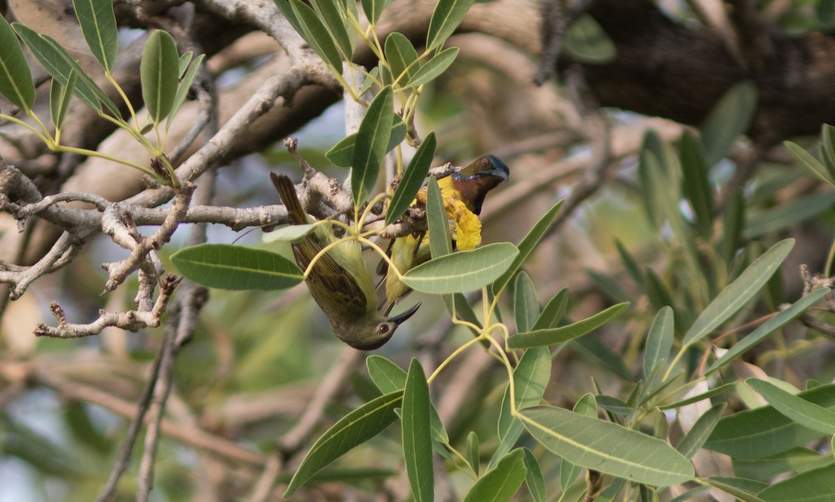 Brown-throated Sunbird - ML134108001