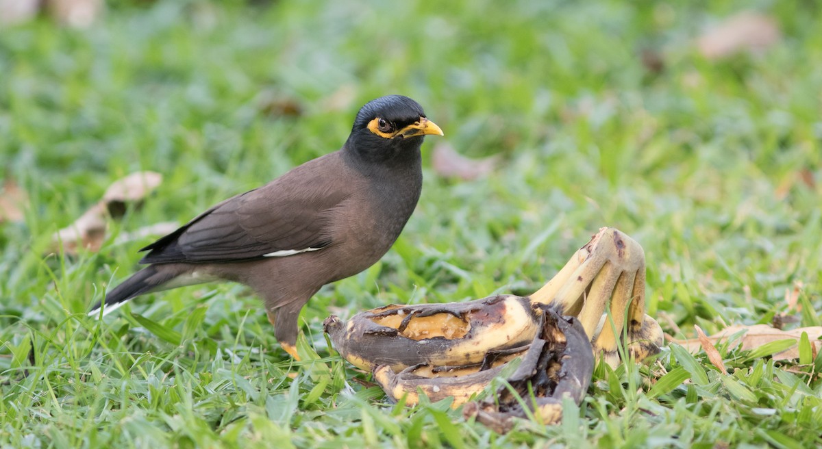 Common Myna - ML134108151