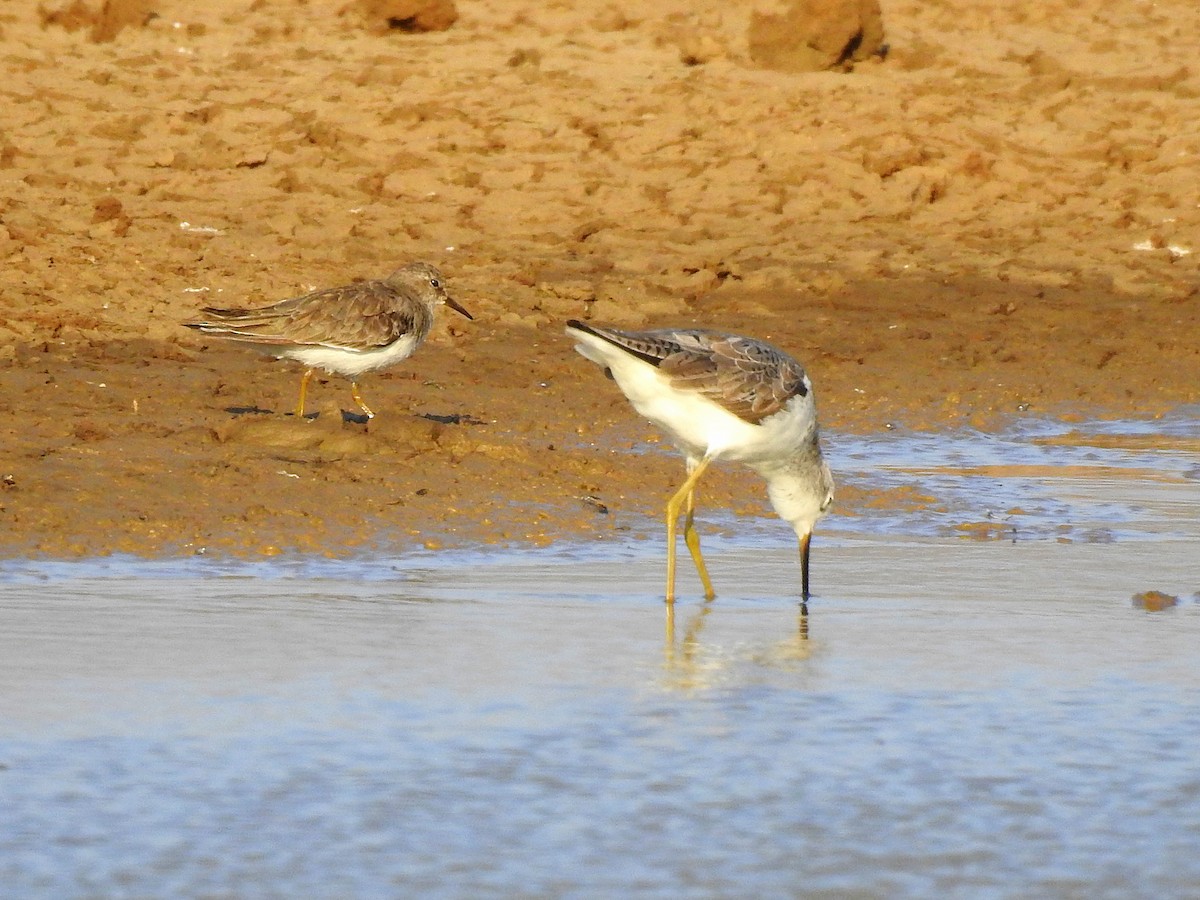 Teichwasserläufer - ML134108581