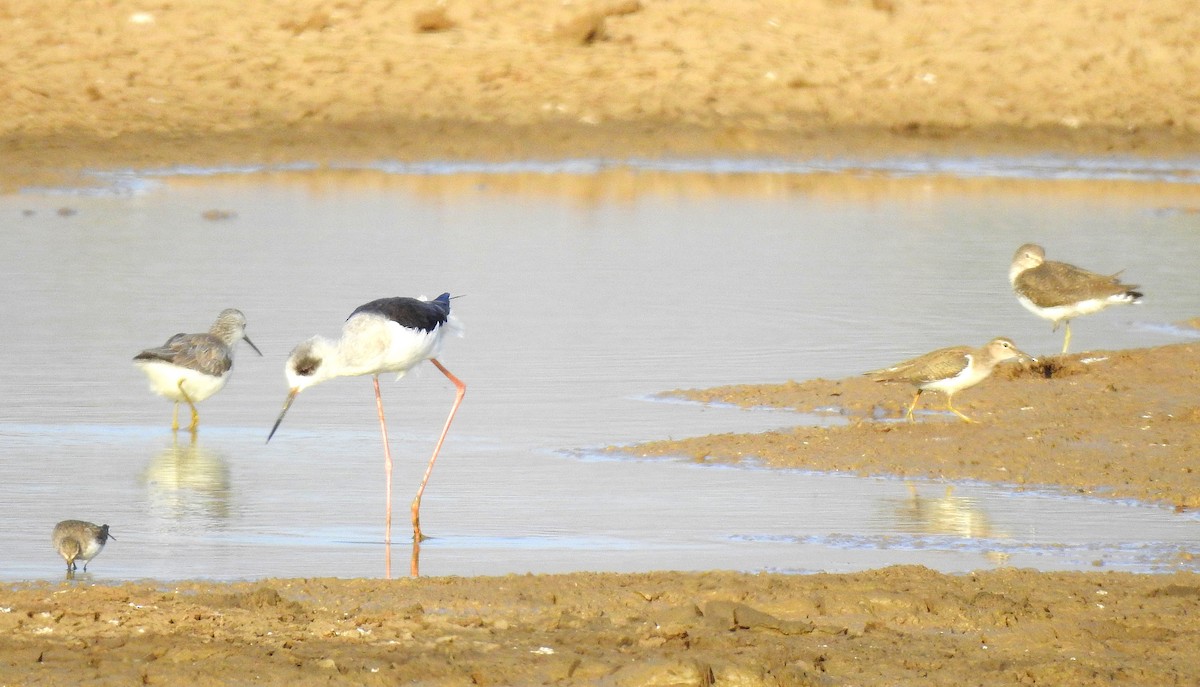 Teichwasserläufer - ML134108641