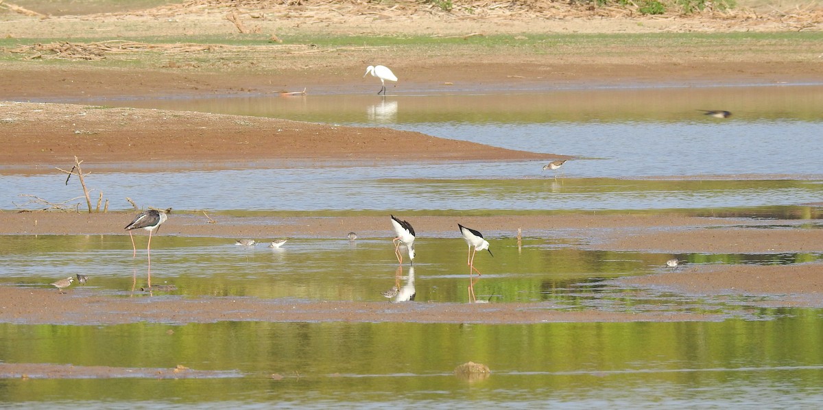 Medium Egret - Shivaprakash Adavanne