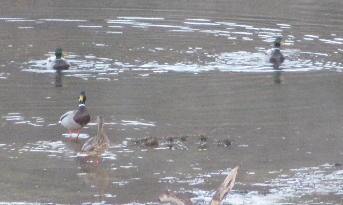 Canard colvert - ML134110091