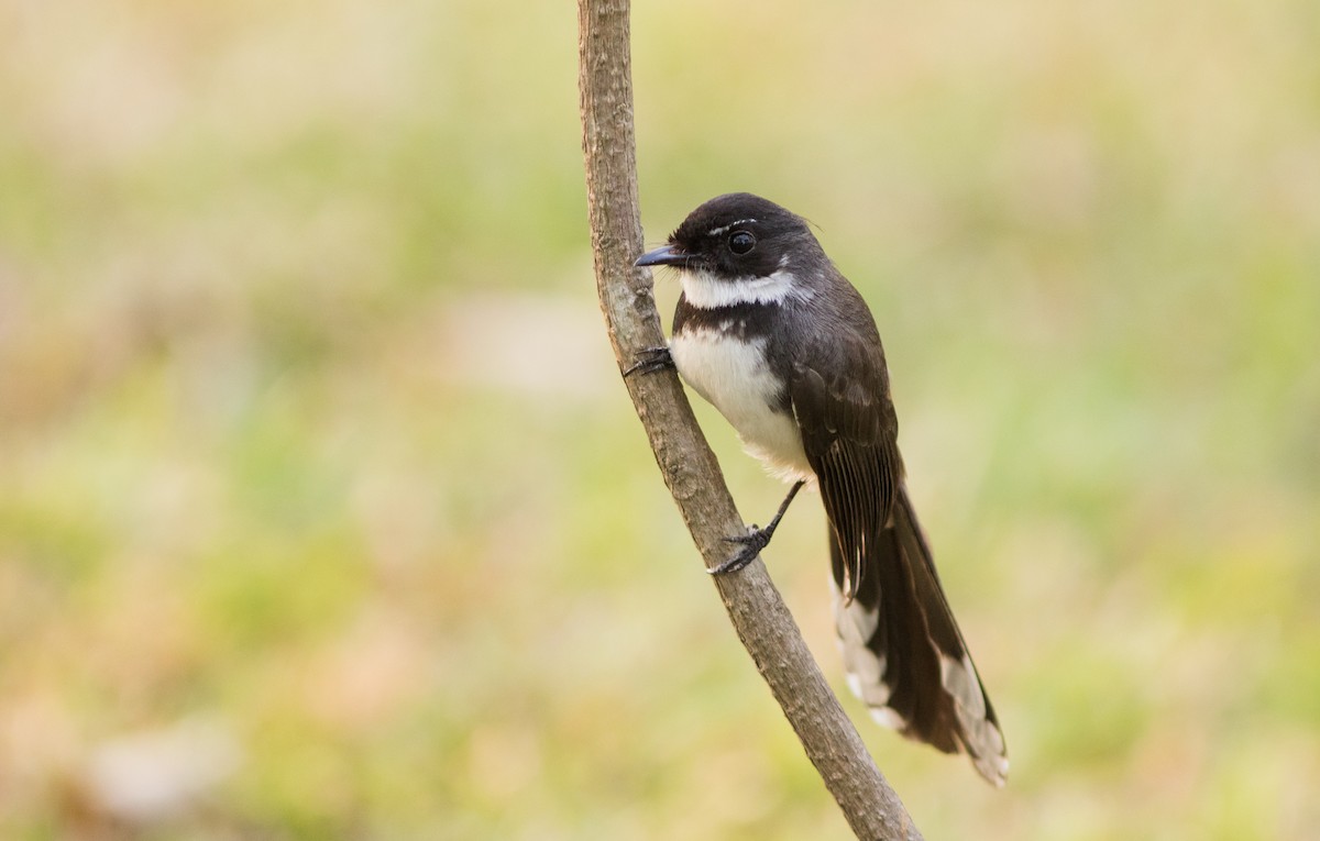 Malaysian Pied-Fantail - ML134110171