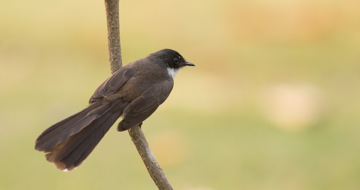 Malaysian Pied-Fantail - Doug Hitchcox