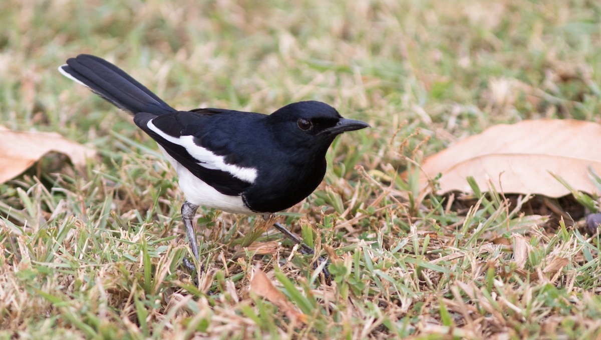 Oriental Magpie-Robin (Oriental) - Doug Hitchcox