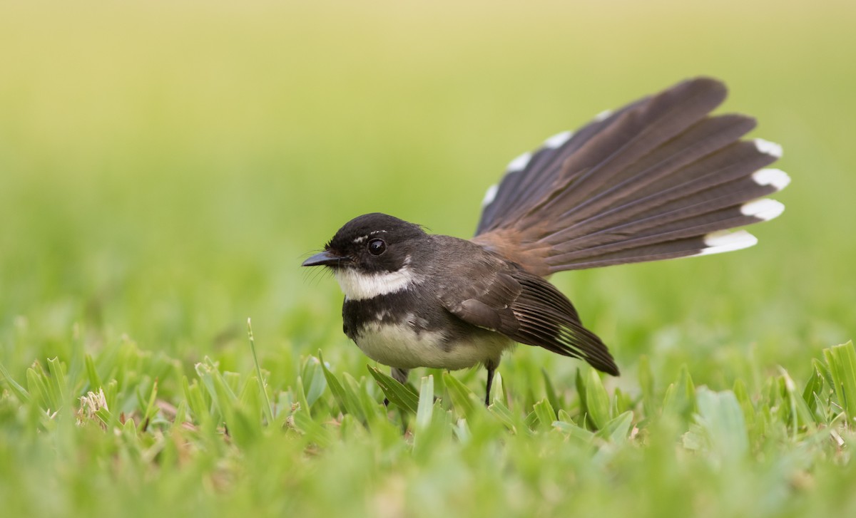 Malaysian Pied-Fantail - ML134110281