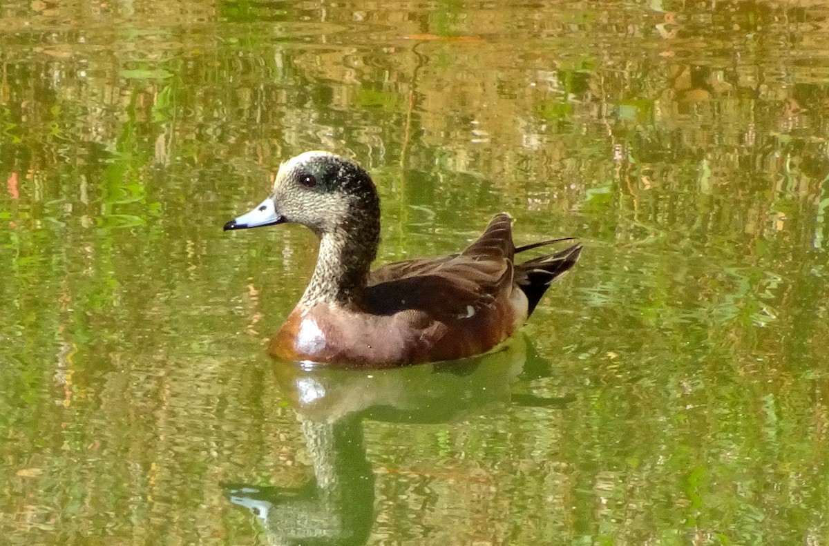 American Wigeon - ML134110711