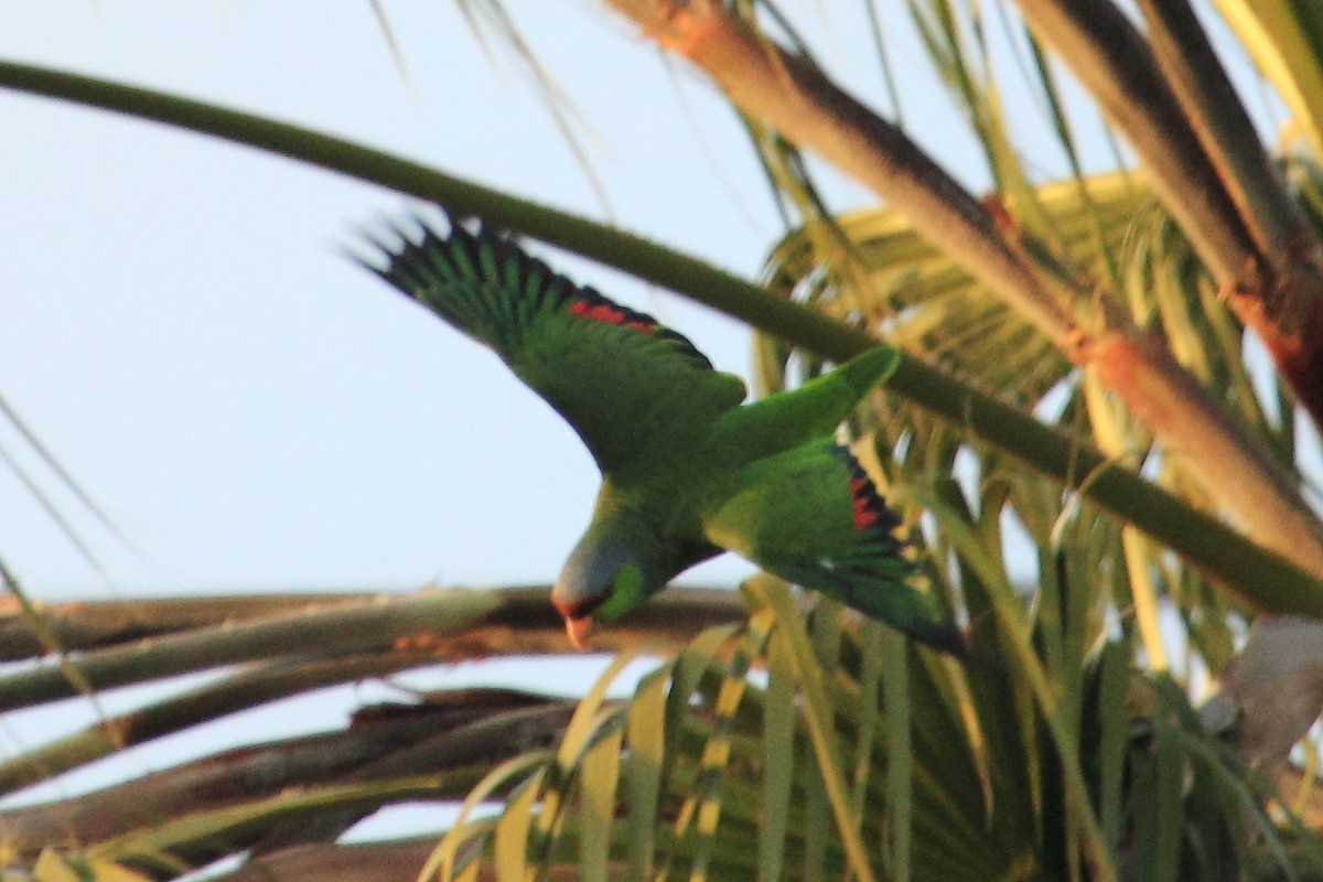 Lilac-crowned Parrot - ML134111811
