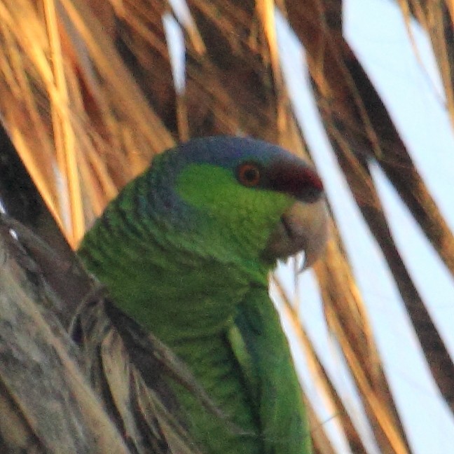 Lilac-crowned Parrot - ML134111821