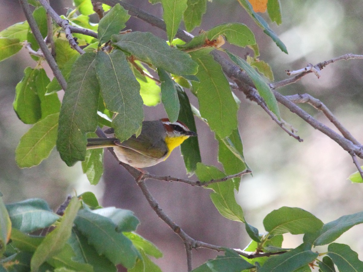 Rufous-capped Warbler - ML134112081