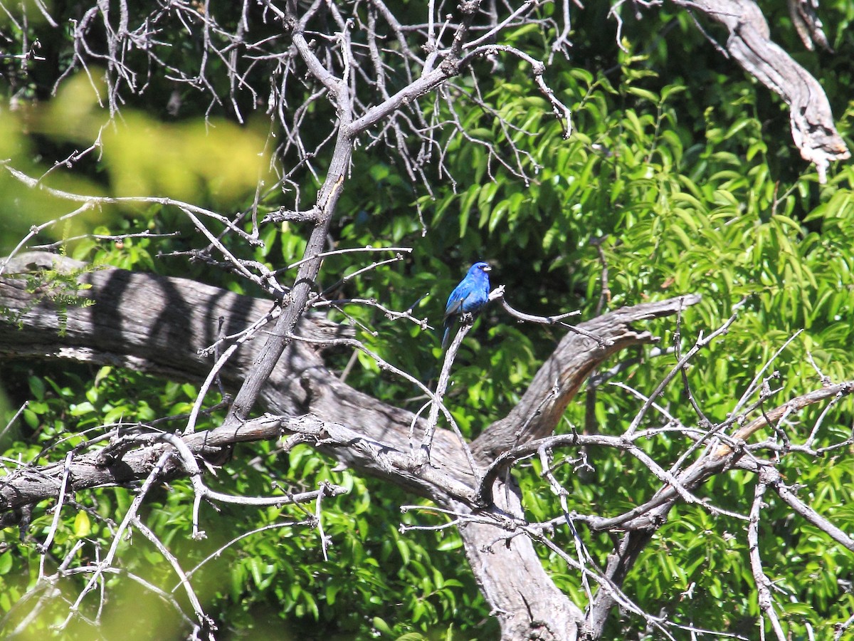 Indigo Bunting - ML134112101