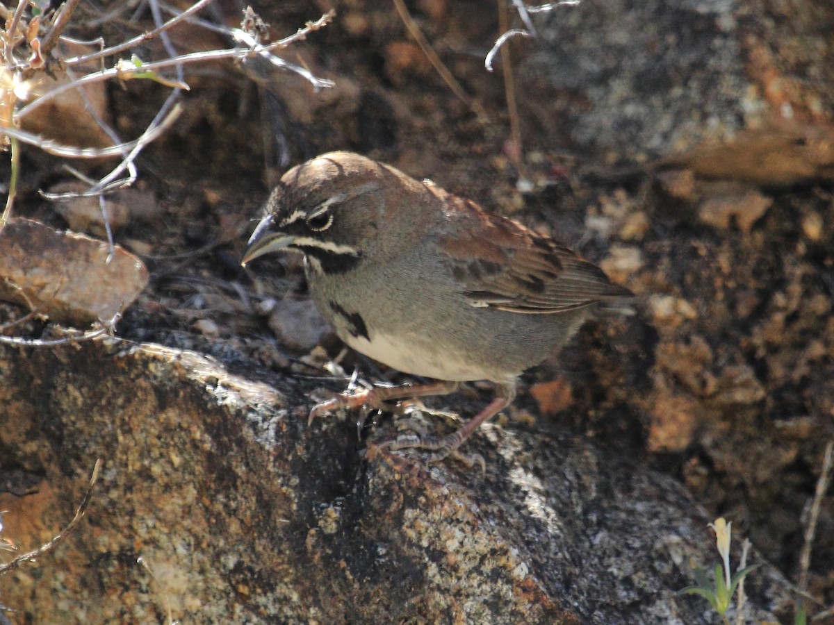 Five-striped Sparrow - ML134112181