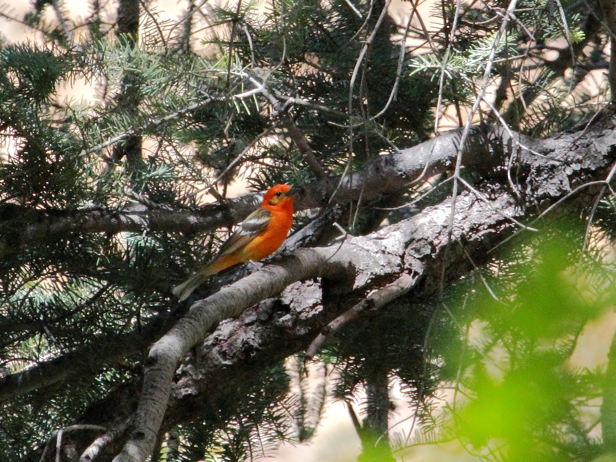 Flame-colored Tanager - ML134112221
