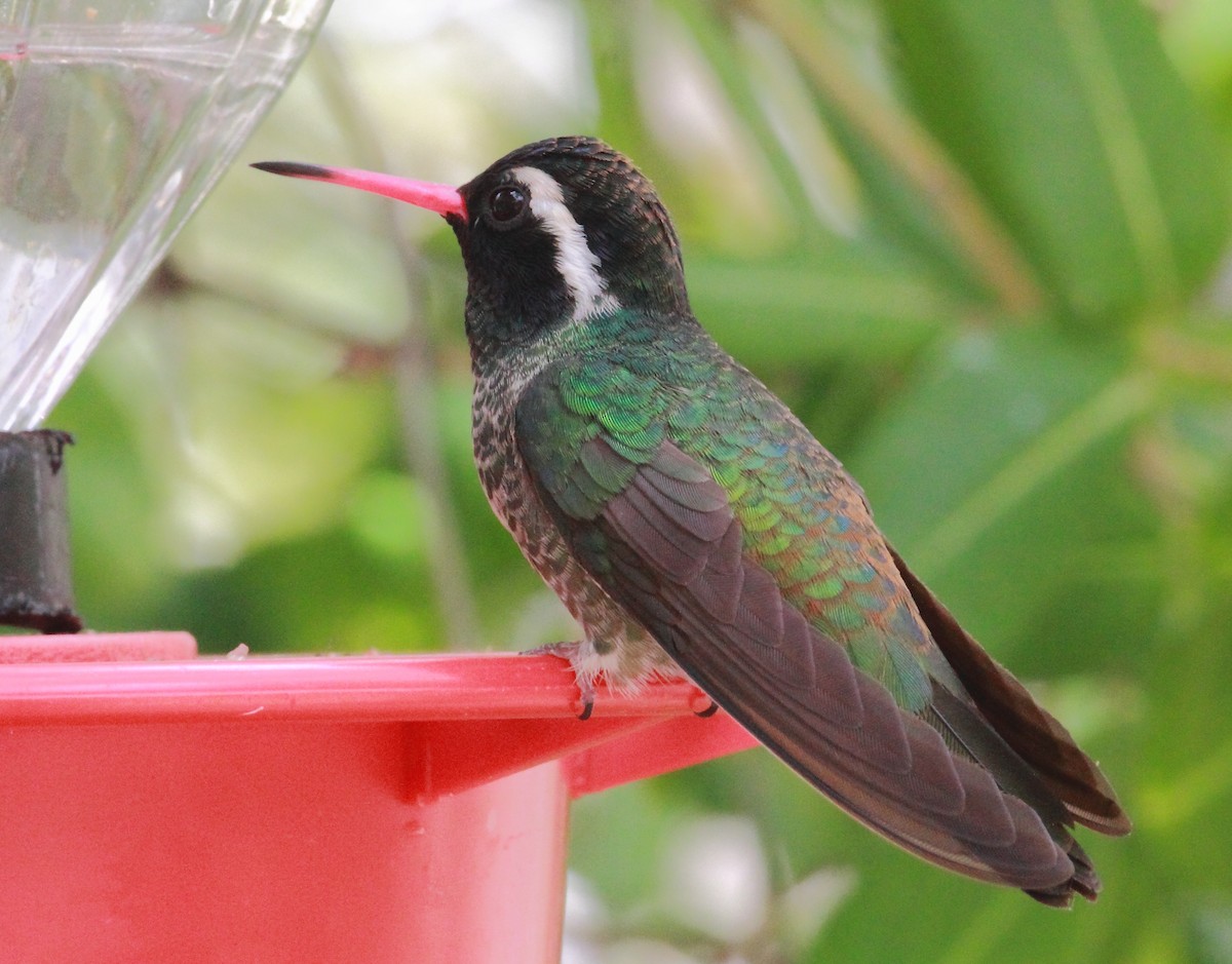 Colibrí Orejiblanco - ML134112241