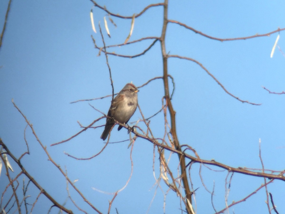 American Tree Sparrow - ML134112301