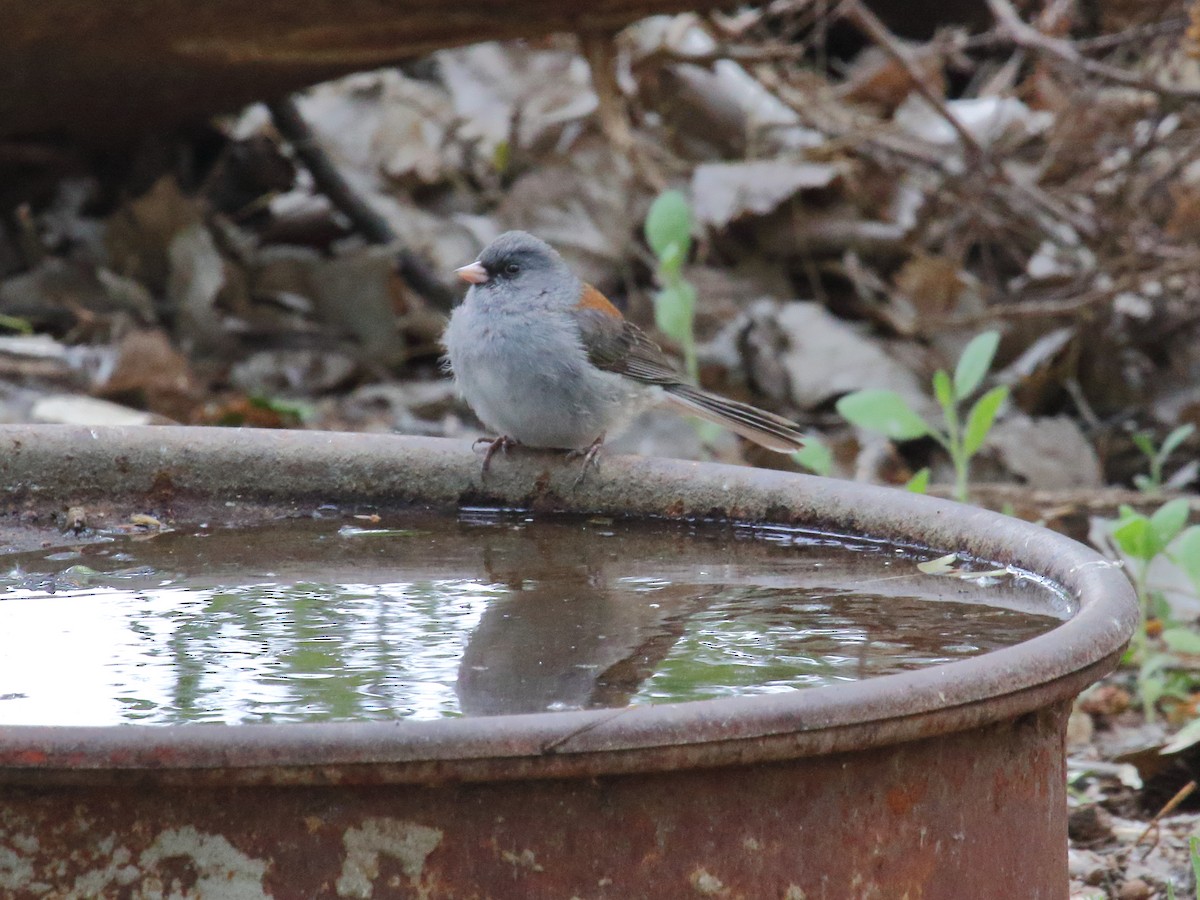 Dark-eyed Junco (Gray-headed) - ML134112331