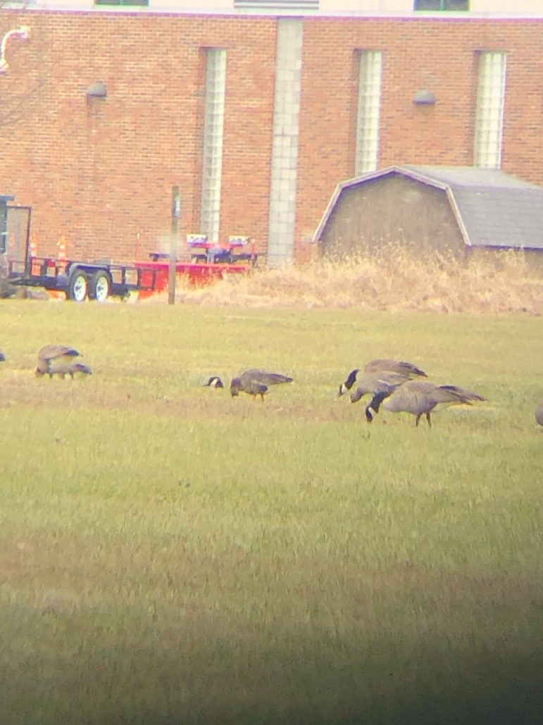 白額雁 - ML134114571