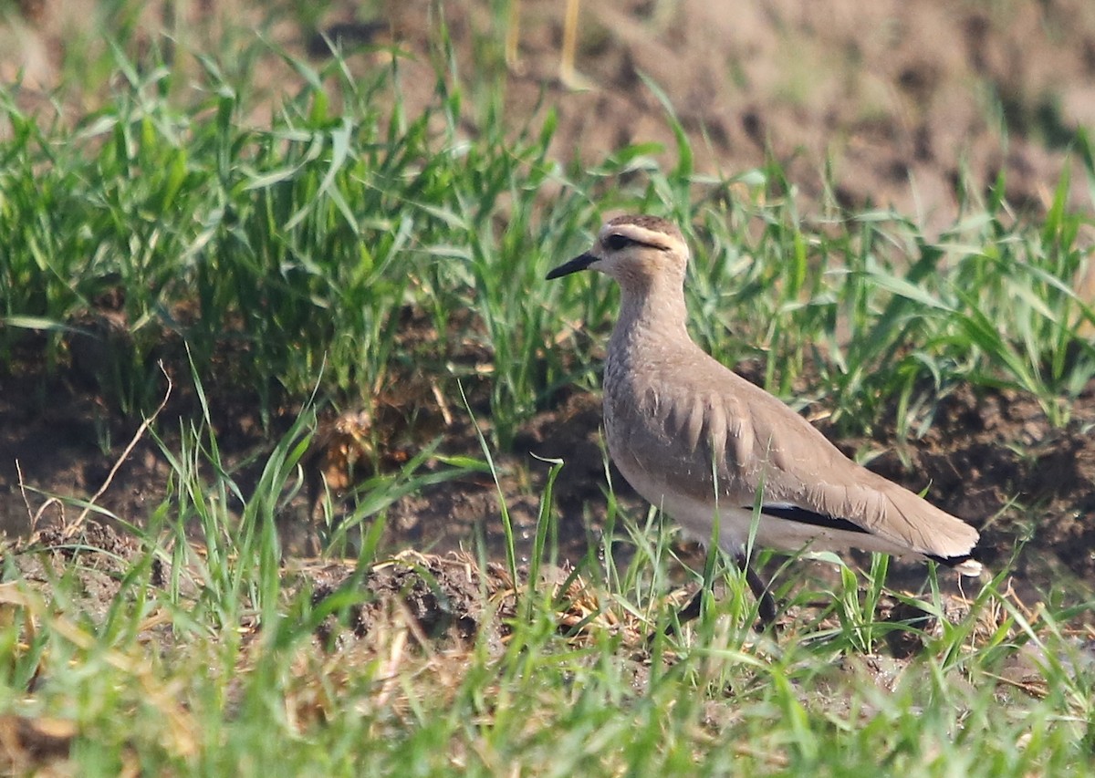 Sociable Lapwing - ML134116251